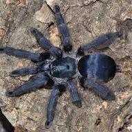 Tapinauchenius sp 'Violaceus' (Violet Tree Spider) 0.25"