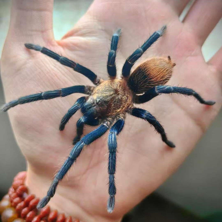 Theraphosinae sp 'Blue' (Highland Blue) 0.25" w FREE SPIDER HAUS 3x4x5"