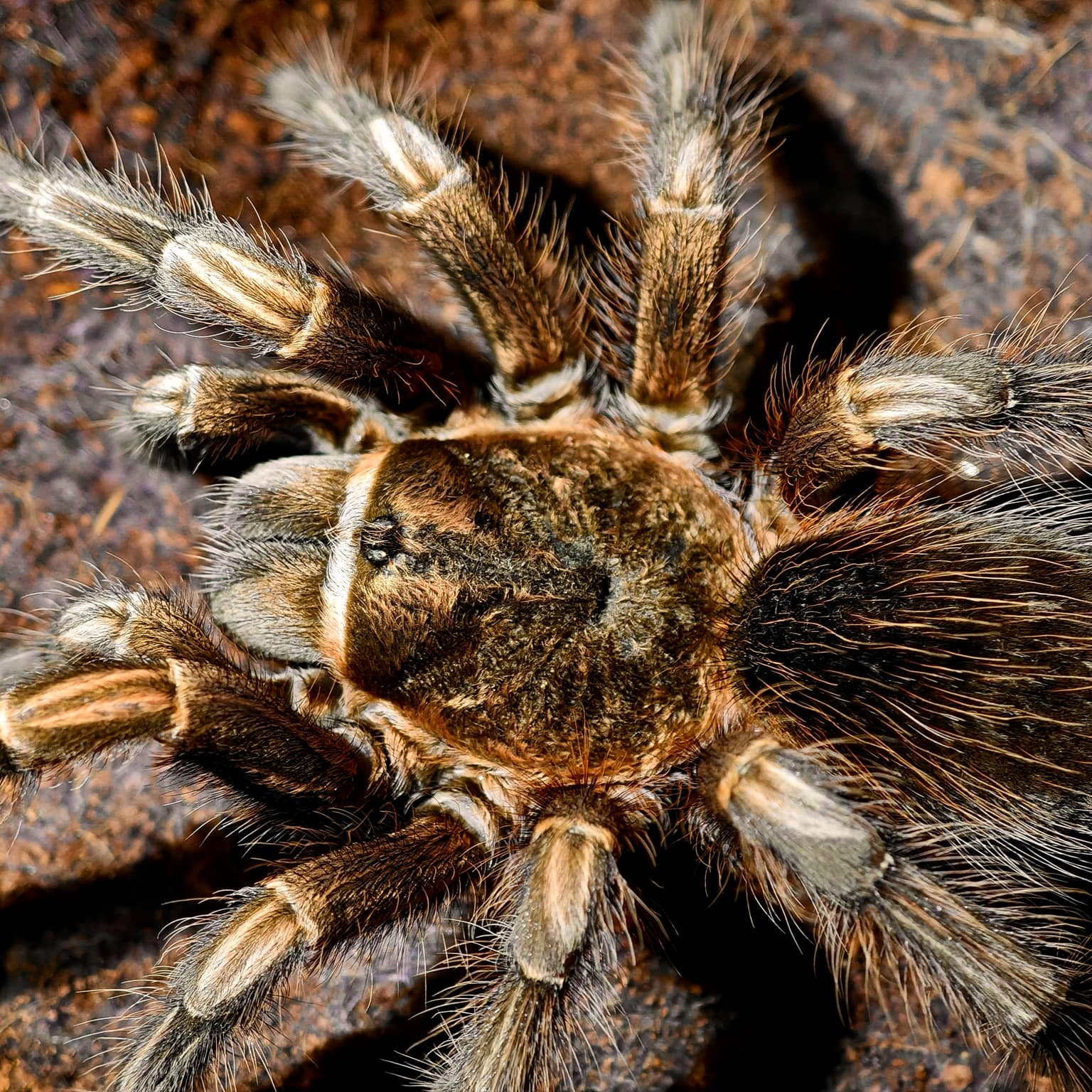 Theraphosinae sp 'Chimu' – Spider Shoppe