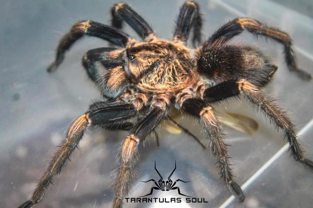 Theraphosinae sp 'Oscar' 0.25"