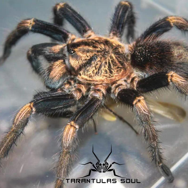 Theraphosinae sp 'Oscar' 0.25"