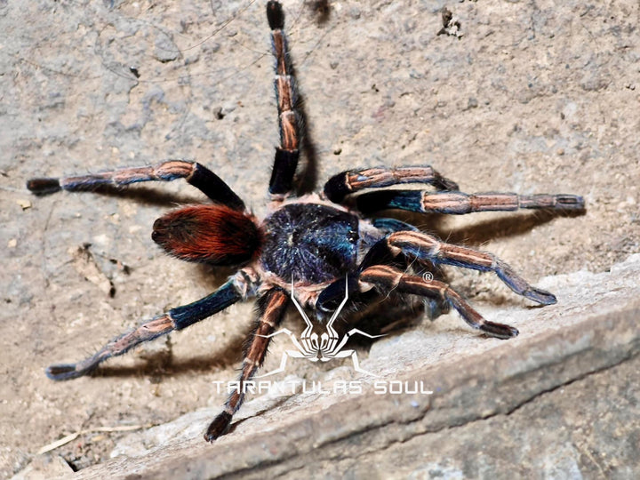 Theraphosinae sp 'Apasanca' 0.25"