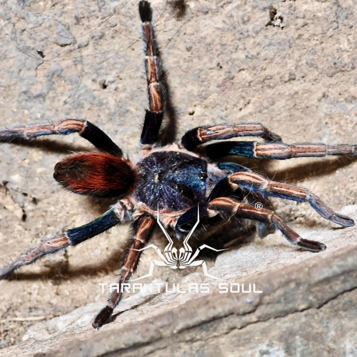 Theraphosinae sp 'Apasanca' 0.25"