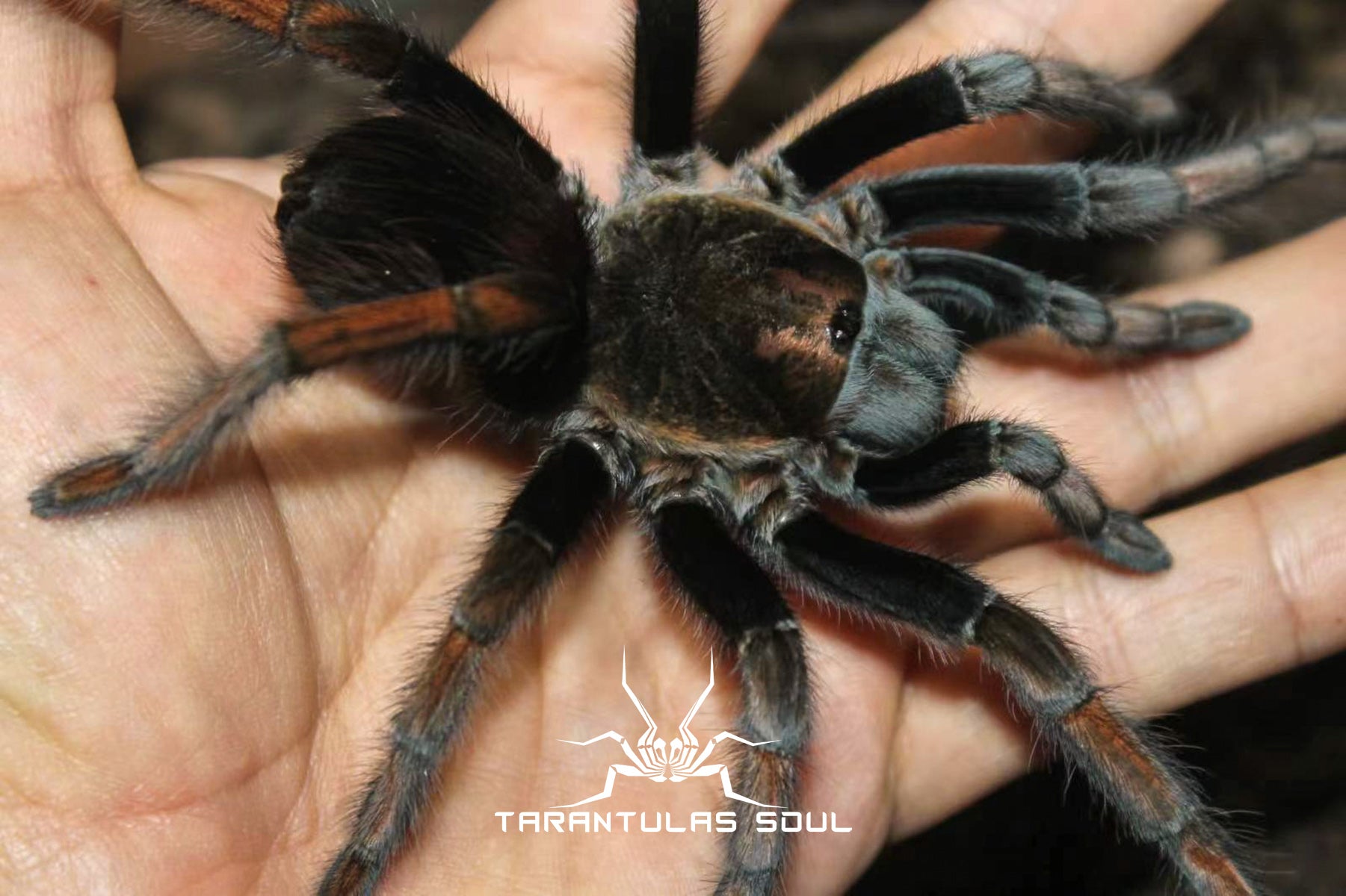 Theraphosinae sp 'Magma' – Spider Shoppe