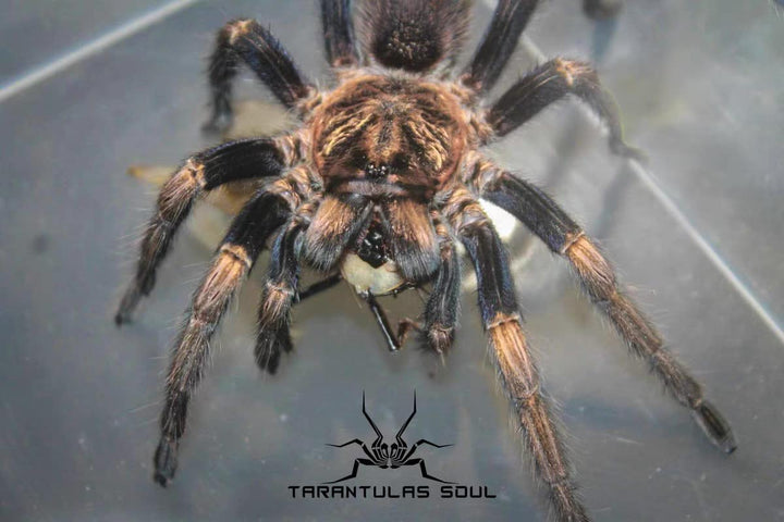 Theraphosinae sp 'Oscar' 0.25"