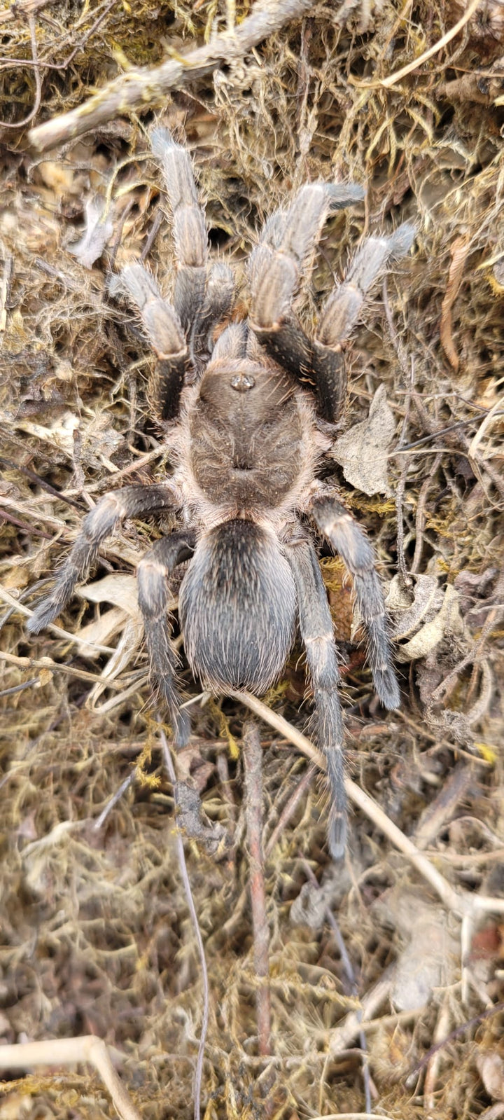 Theraphosinae sp 'San Miquel' 0.25"