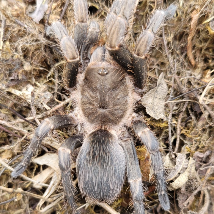 Theraphosinae sp 'San Miquel' 0.25"