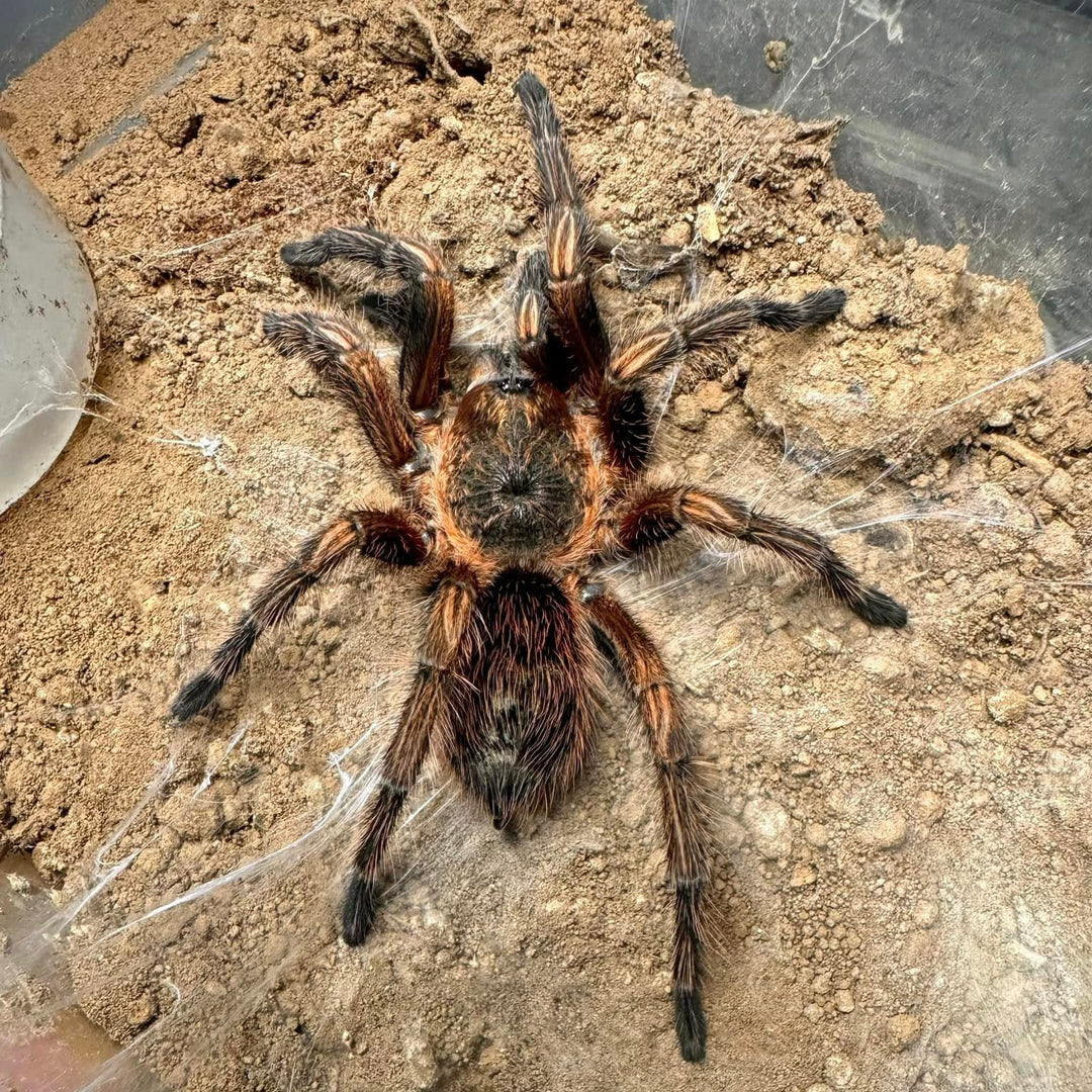 Theraphosinae sp 'Subaureum' 0.5"