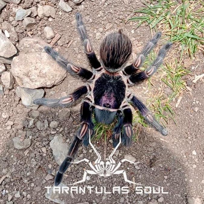 What's New? Tarantulas – Spider Shoppe