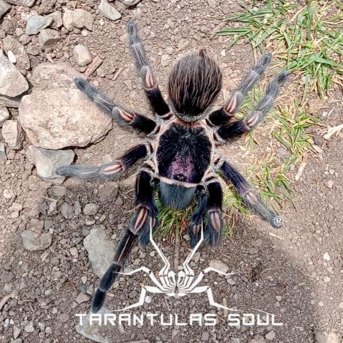 Theraphosinae sp 'Yakta' 0.5" w FREE SPIDER HAUS 3x4x5"
