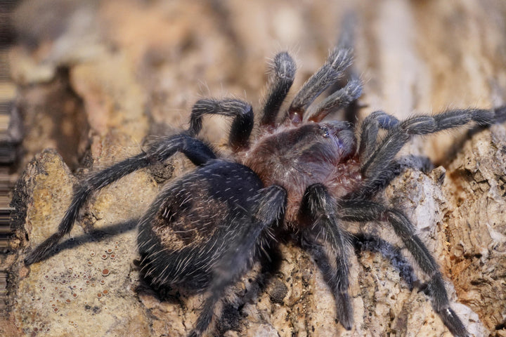 Thrixopelma cyaneolum (Cobalt Red Rump) 0.5" | 0.75-1" | 1-1.5"