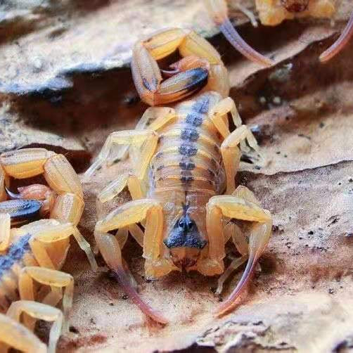 Tityus stigmurus (Brazilian Yellow Scorpion)