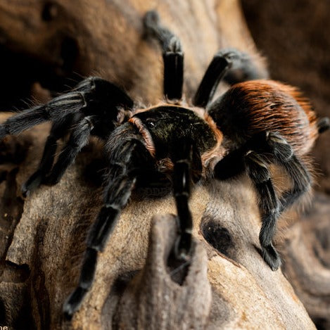Tliltocatl vagans (Mexican Red Rump) – Spider Shoppe
