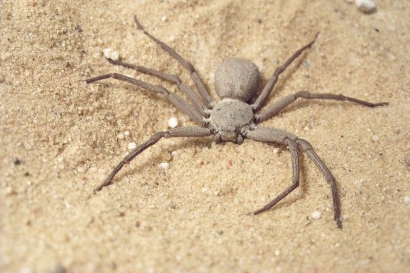 Sicarius thomisoides (Six-Eyed Sand Spider) 0.25"