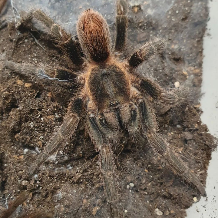 Isaboroa peruvianum (Peru Mountain Dwarf) MM