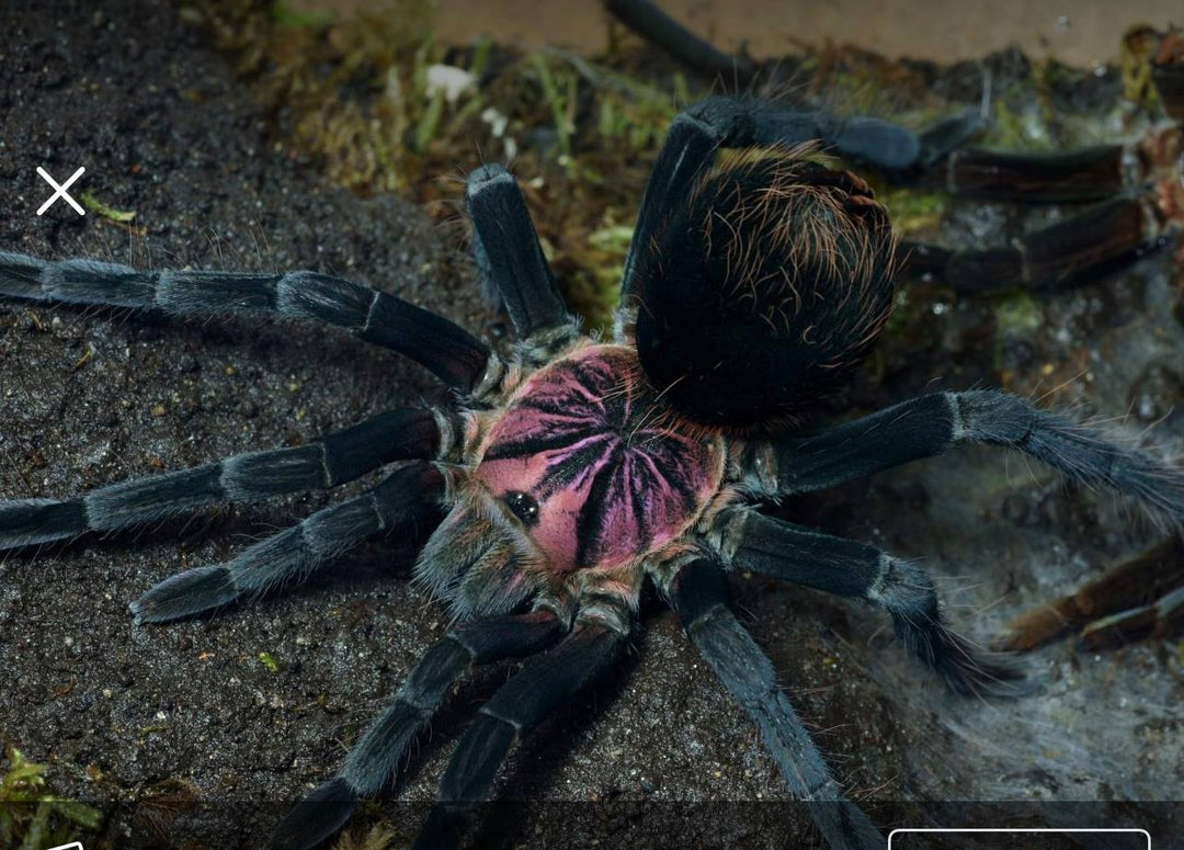 Xenesthis sp 'Light' (Light Bloom Birdeater)