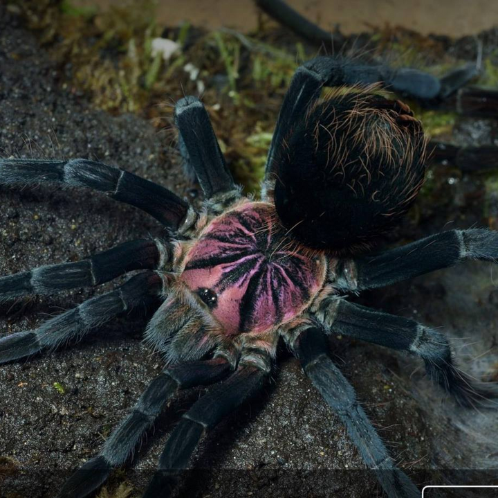 Xenesthis sp 'Light' (Light Bloom Birdeater)