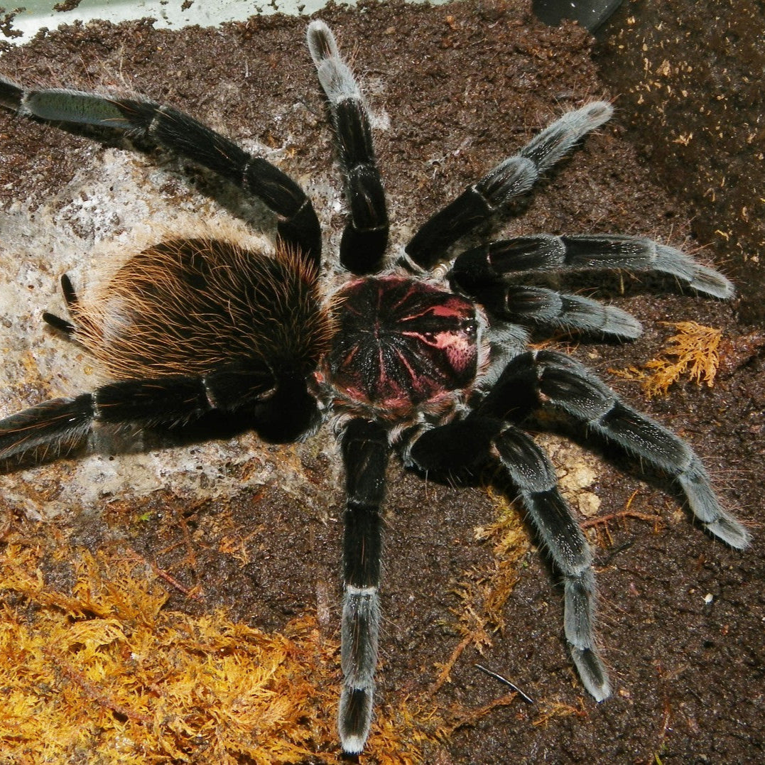 Xenesthis immanis (Colombian Lesserblack) 2-2.5"