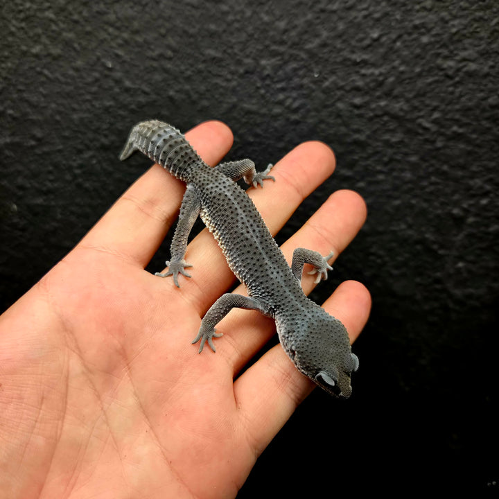 Eublepharis macularius (Leopard Gecko) Black Night