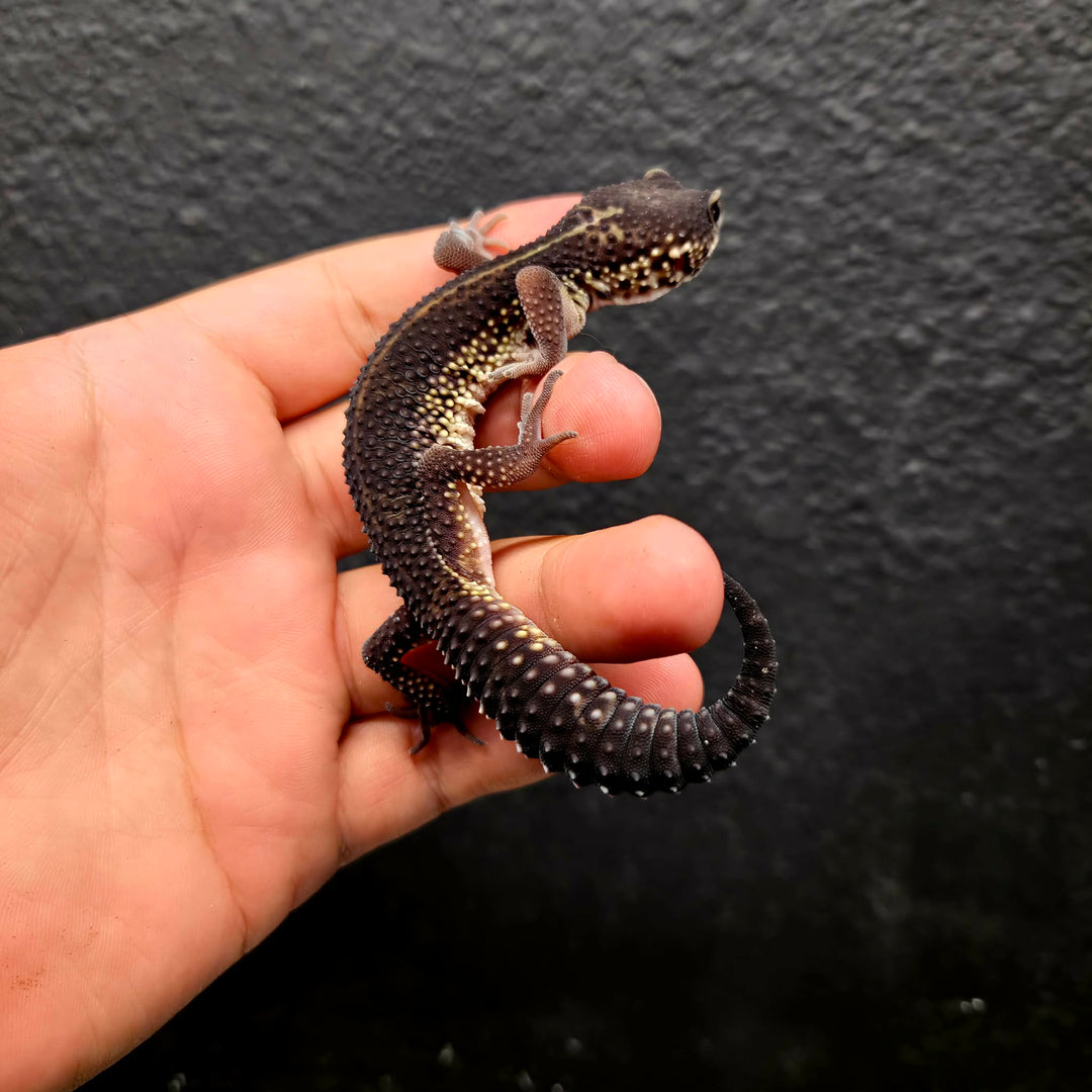 Eublepharis macularius (Leopard Gecko) Black Night