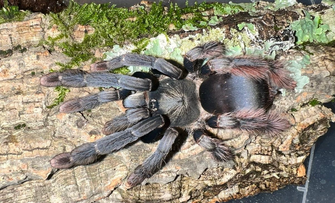 Amazonius sp 'Caqueta' (Colombia) 0.75" | 3.5" FEMALE