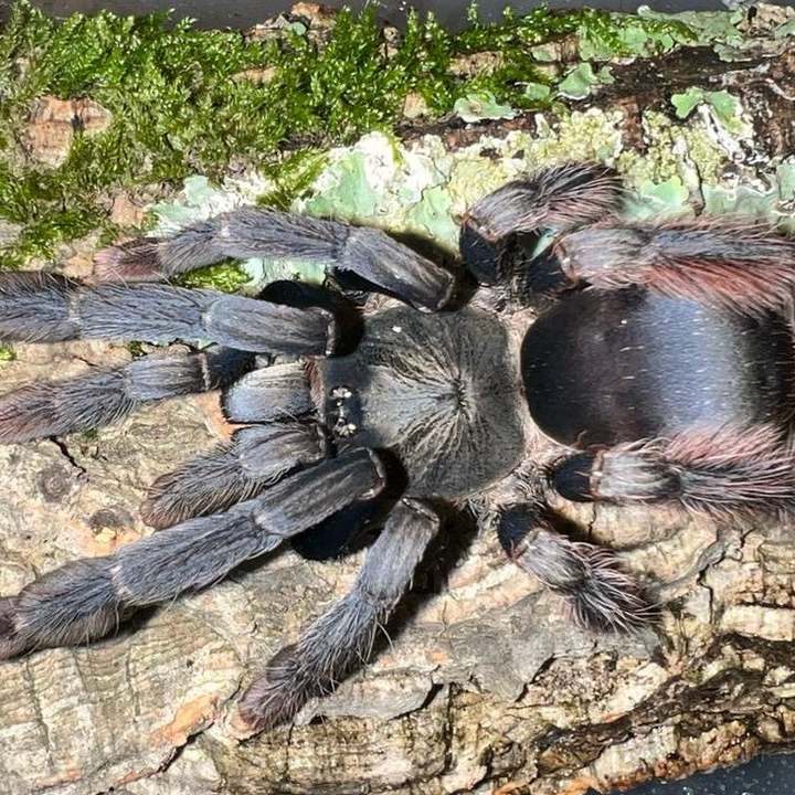 Amazonius sp 'Caqueta' (Colombia) 0.75" | 3.5" FEMALE