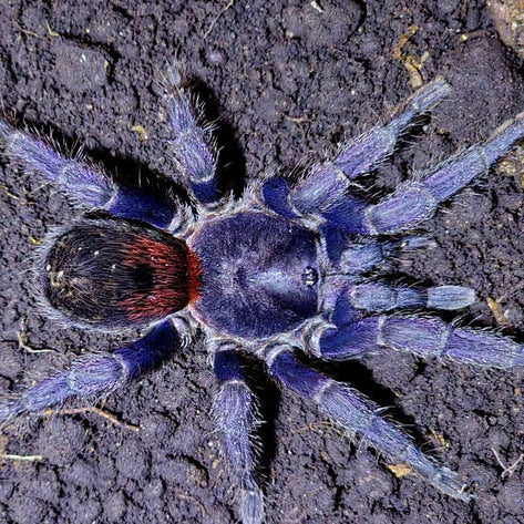 Antikuna sp 'Herradura'