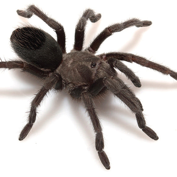 Aphonopelma joshua (Desert Tarantula)