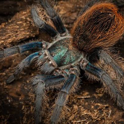 Aphonopelma mooreae (Mexican Jade Fuego)