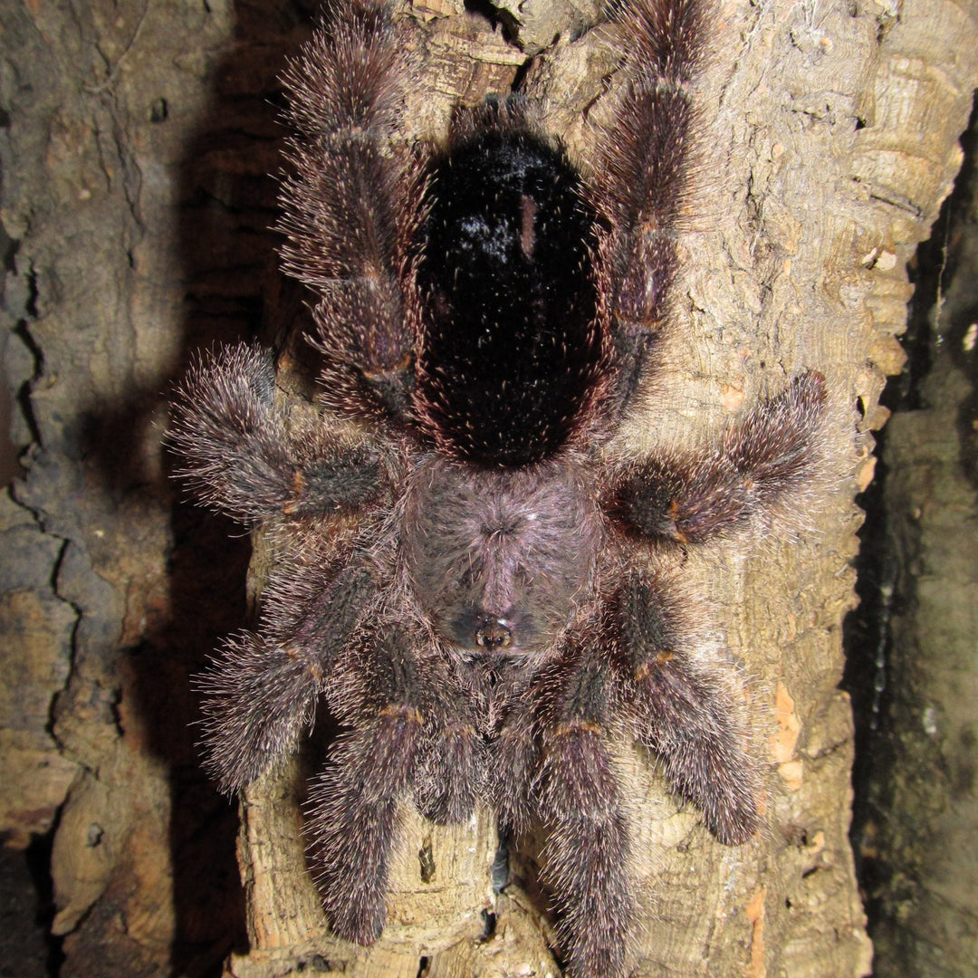 Avicularia sp 'Huriana' (Ecuador Wooly Pink Toe)