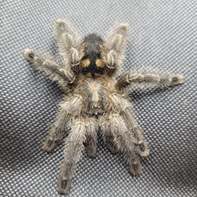 Load image into Gallery viewer, Avicularia sp &#39;Gold&#39; (Gold &amp; Black Pink Toe) 0.75&quot;

