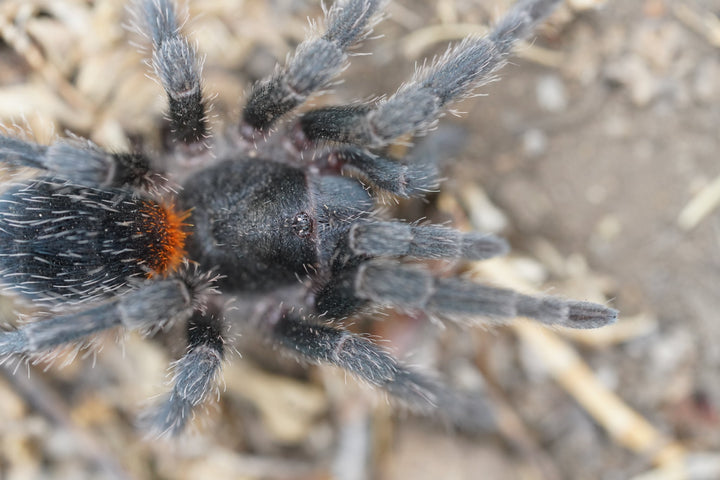 Homoeomma chilense (Chilean Flame)