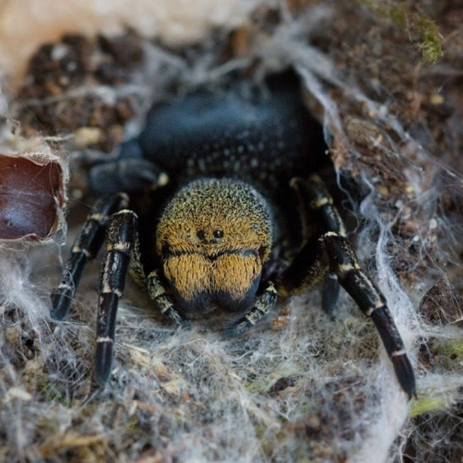 Eresus sp 'Balcanius' (Gold-Faced Ladybird Spider) 0.125"