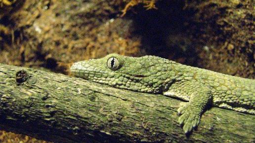 Eurydactylodes agricolae (Bauer's Chameleon Gecko) 3" | Adult Male