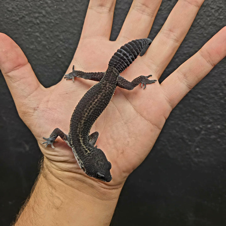 Eublepharis macularius (Leopard Gecko) Black Night