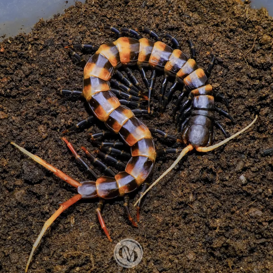 Scolopendra sp 'Black Toraja'