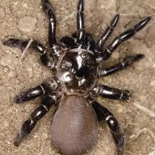 Bothriocyrtum californicum (Cali Trap Door)