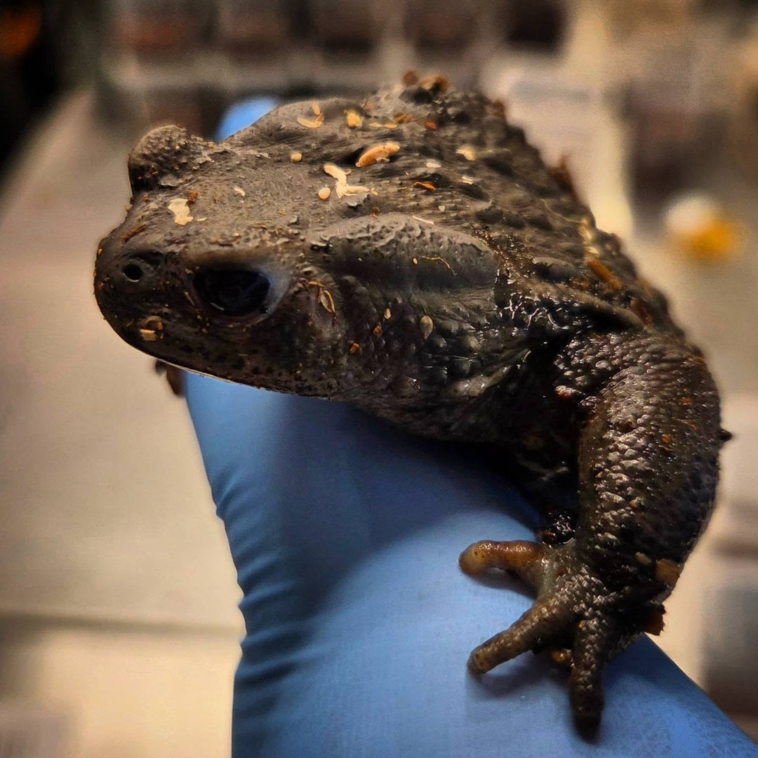 Bufo gargarizans 'Melanistic'