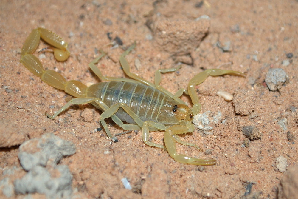 Buthacus leptochelys (Egyptian Fat-Tail)