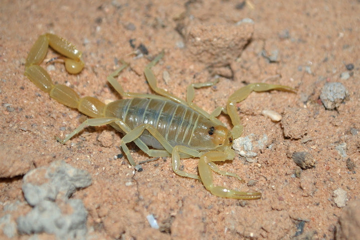 Buthacus leptochelys (Egyptian Fat-Tail)