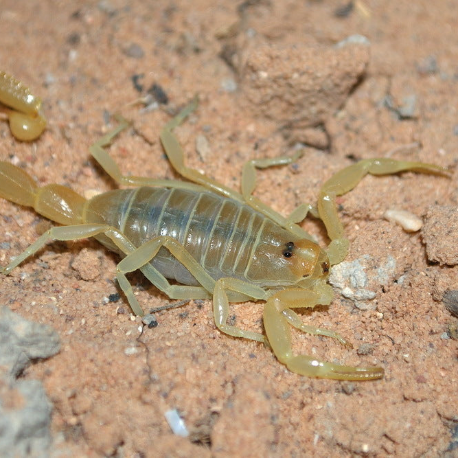 Buthacus leptochelys (Egyptian Fat-Tail)