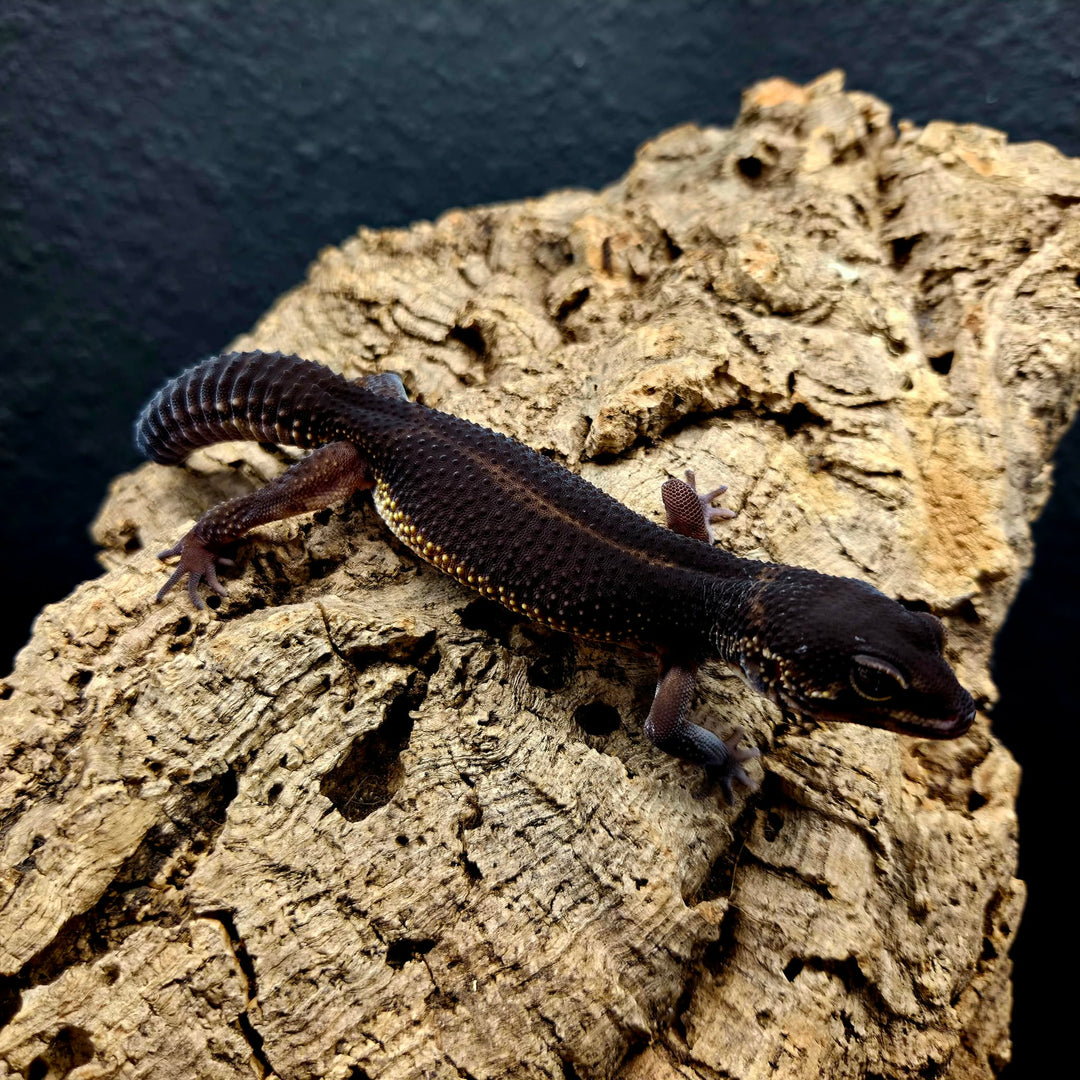 Eublepharis macularius (Leopard Gecko) Black Night