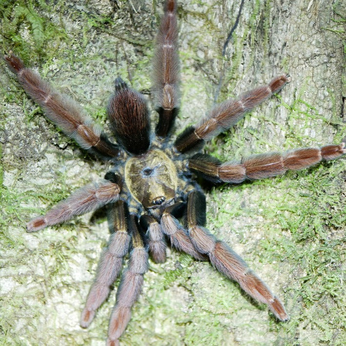 Psalmopoeus ecclesiasticus (Ecuador Olive Tree Spider) 1-1.5" w FREE SPIDER HAUS 3x3x6"