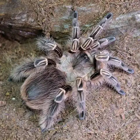 Tarantula Azil Buy Tarantulas – Species, Sizes & Competitive Prices – Page 3 – Spider ...