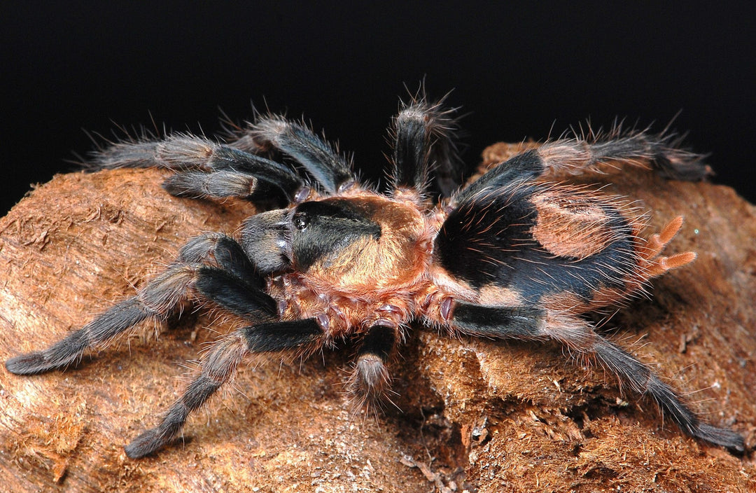 Cardiopelma mascatum (Orange Flame Rump) 0.25"