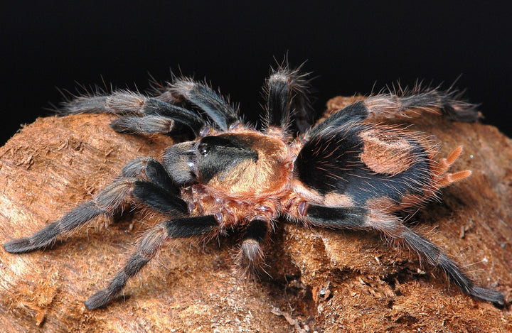Cardiopelma mascatum (Orange Flame Rump) 0.25"