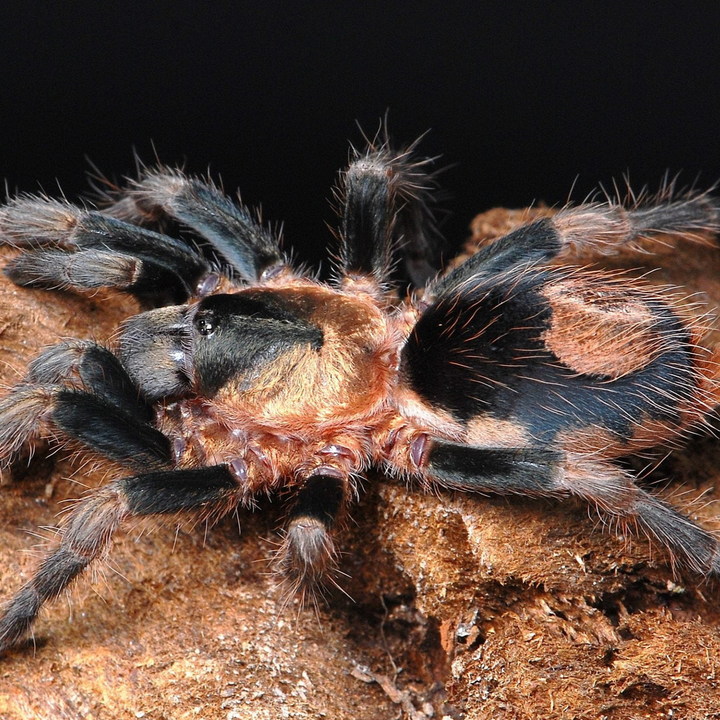Cardiopelma mascatum (Orange Flame Rump) 0.25"