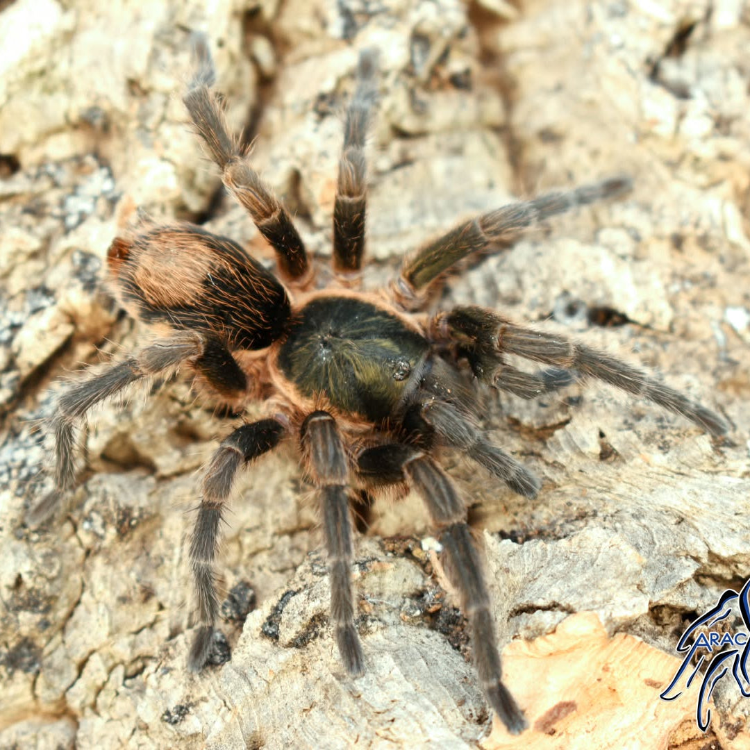 Cardiopelma sp 'Viridans'