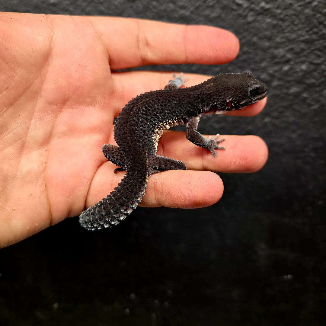 Eublepharis macularius (Leopard Gecko) Black Night