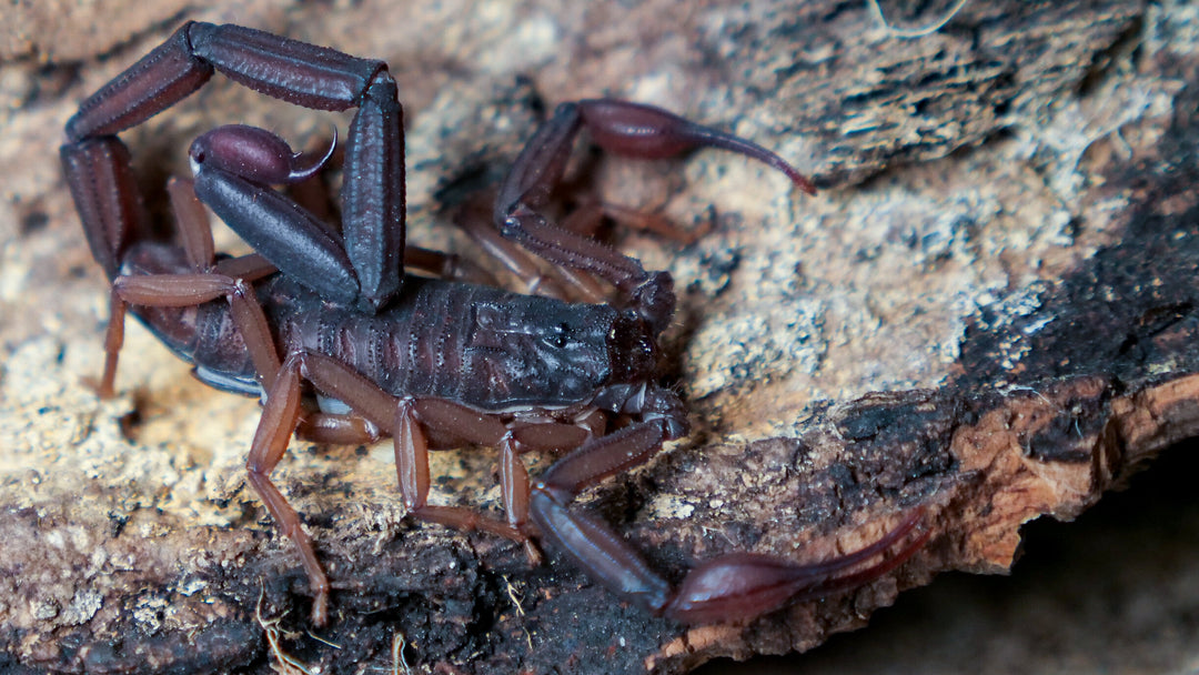 Centruroides gracilis (Florida Bark Scoprion) 2"